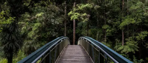 Wald mit Brücke