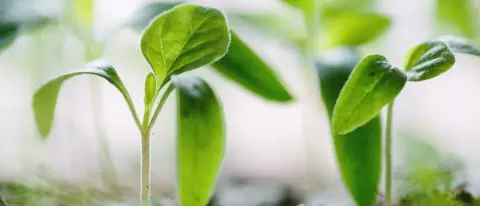Green Asset Ratio